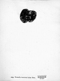 Auricularia auricula-judae image